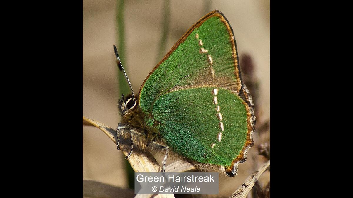 Green Hairstreak